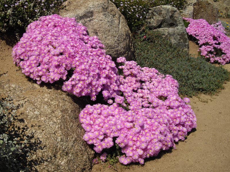 Lampranthus sp en fleurs sur des pentes sèches en Corse